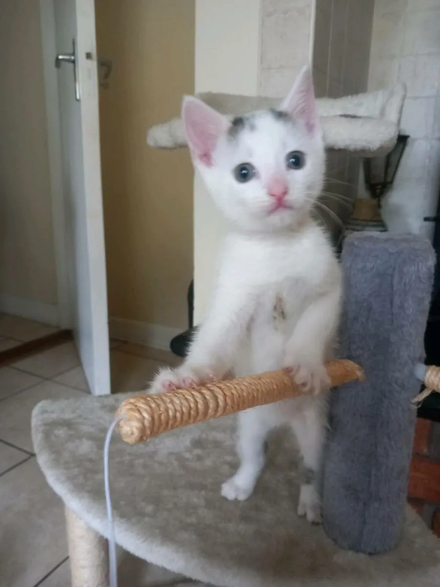 Kittens - Image 3