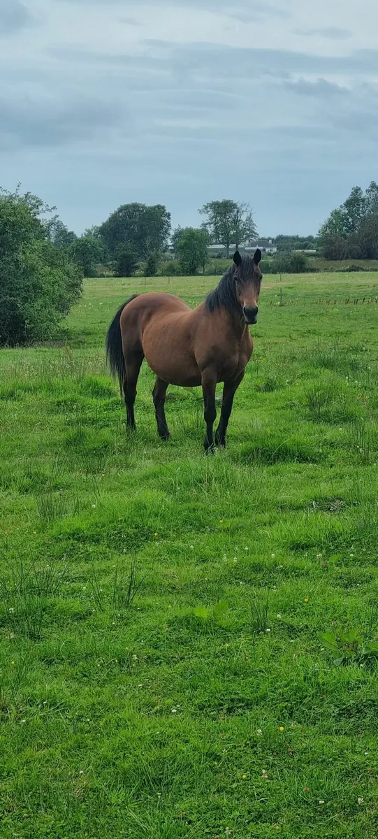 Companion Pony Horse Mare - Image 1