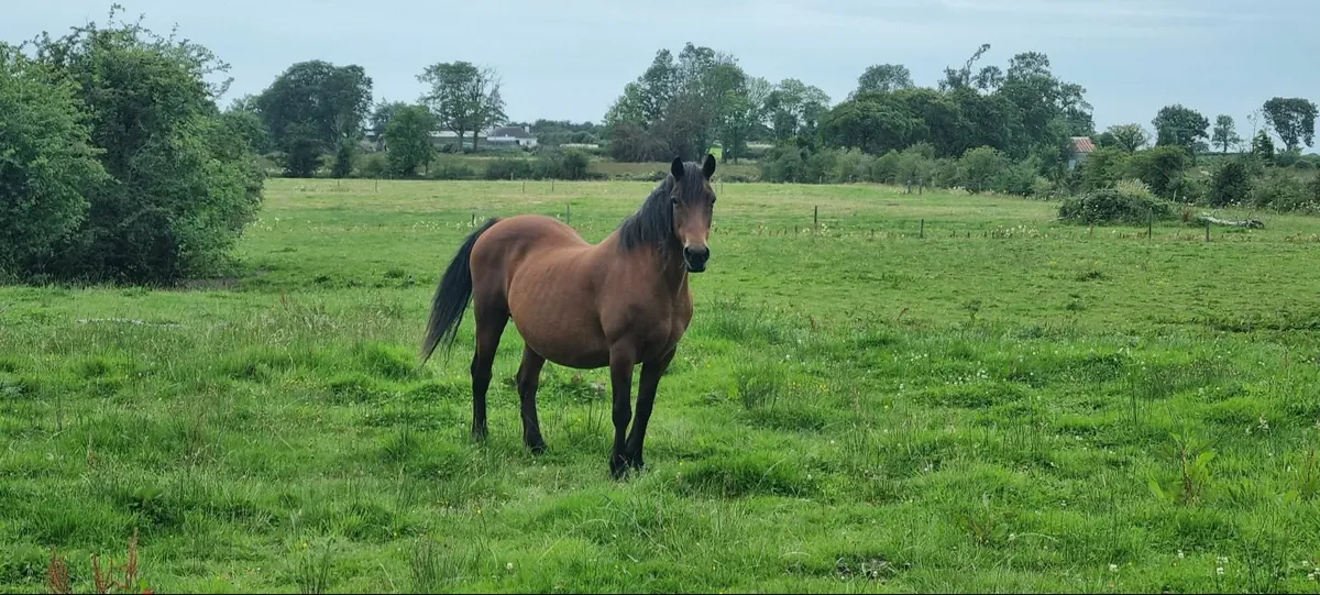 Companion Pony Horse Mare - Image 2