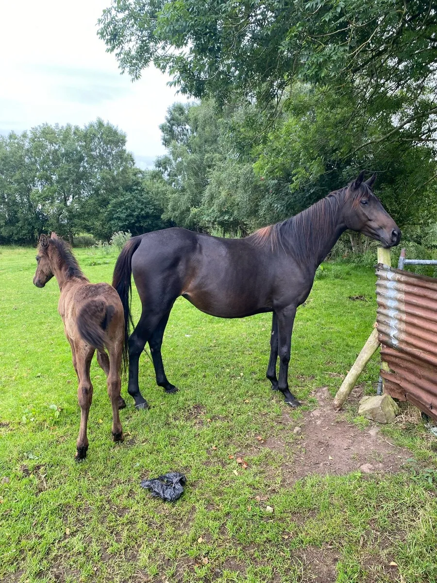 Mare and foal - Image 1