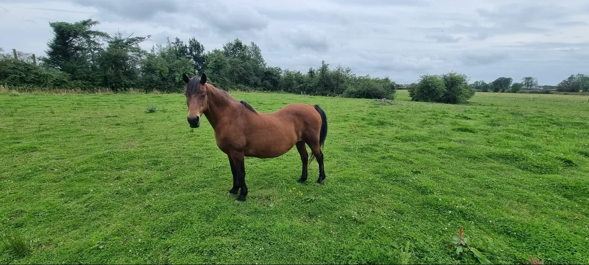 Companion Pony Horse Mare - Image 3