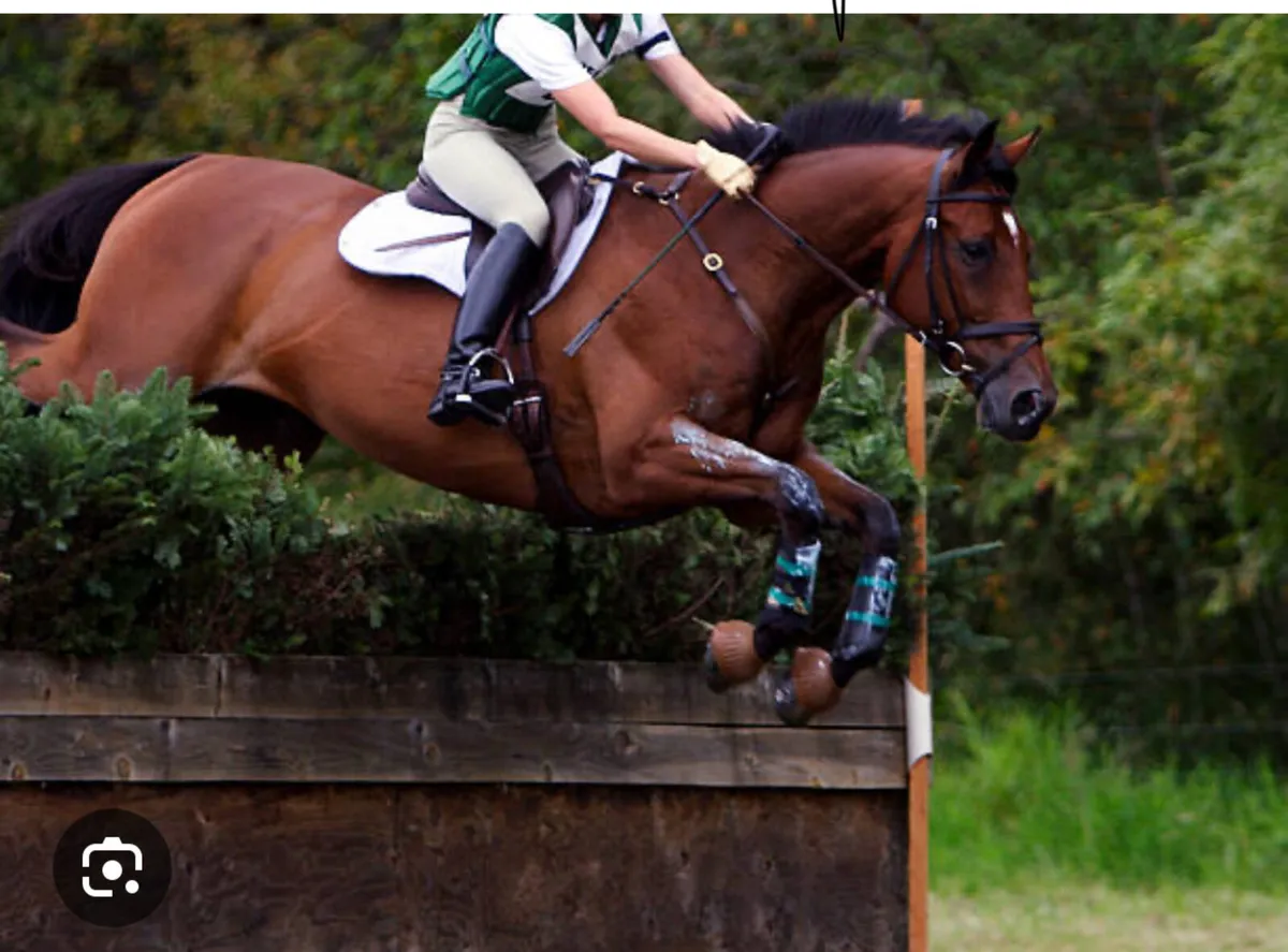WANTED 14.2 pony for junior eventing