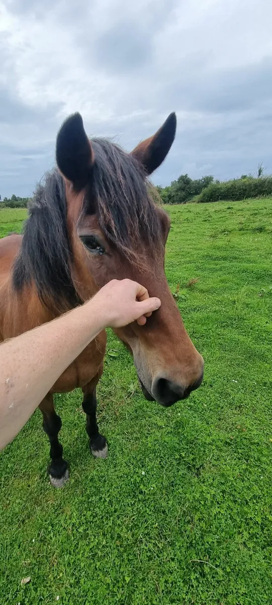 Companion Pony Horse Mare - Image 4
