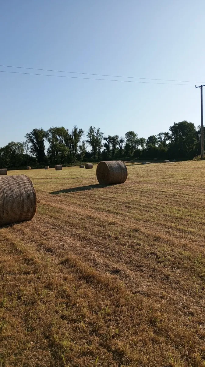 Hay bales - Image 1