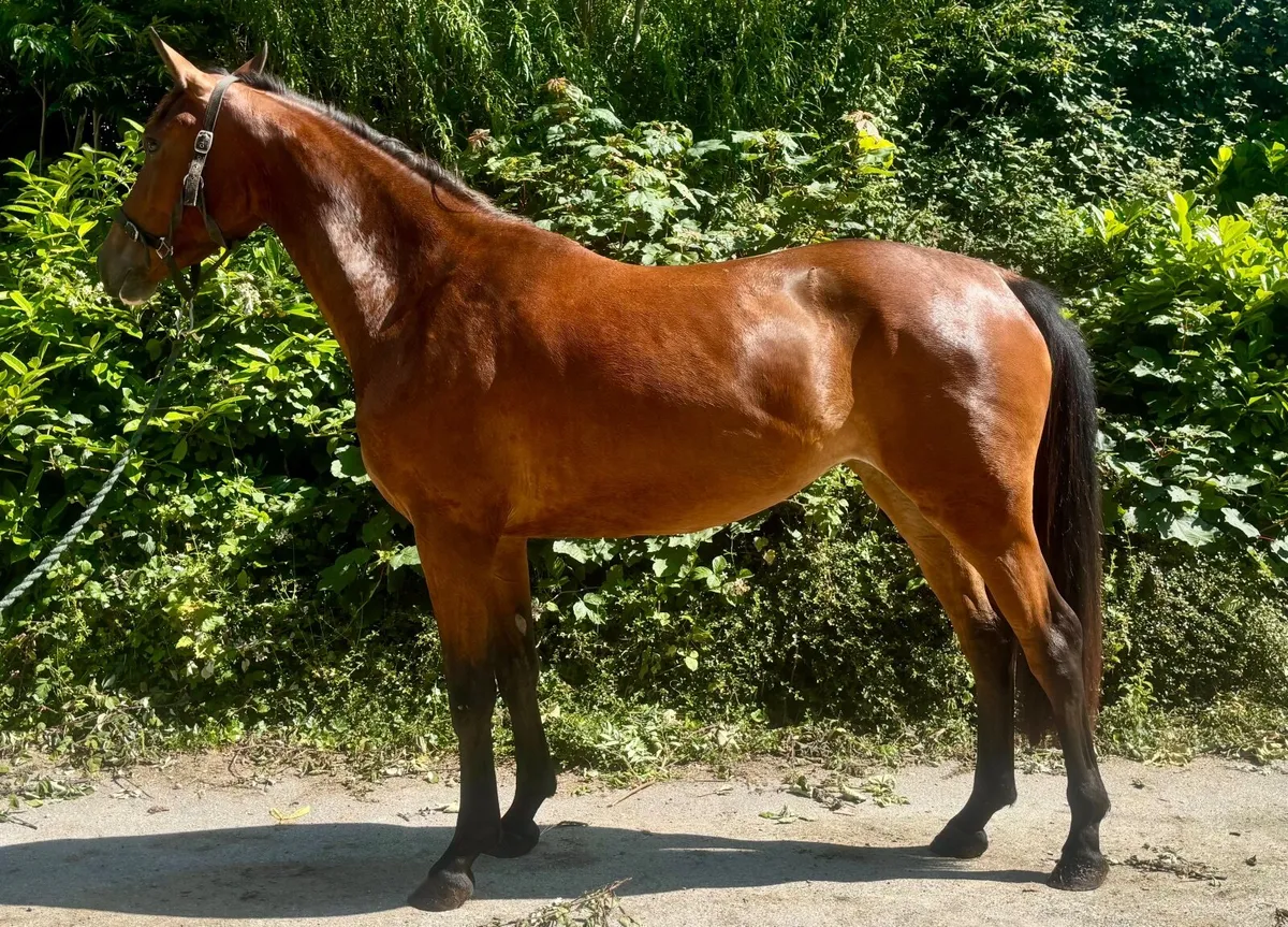 Horse - Image 1