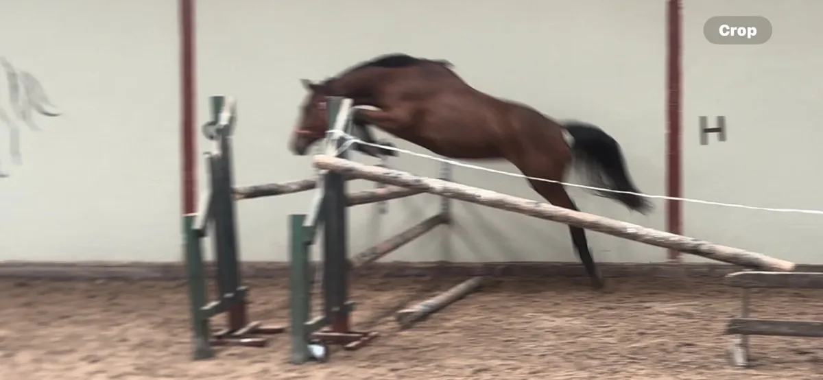 Horse - Image 3
