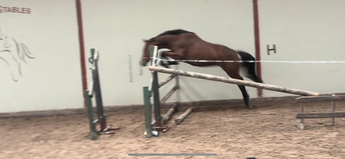 Horse - Image 4