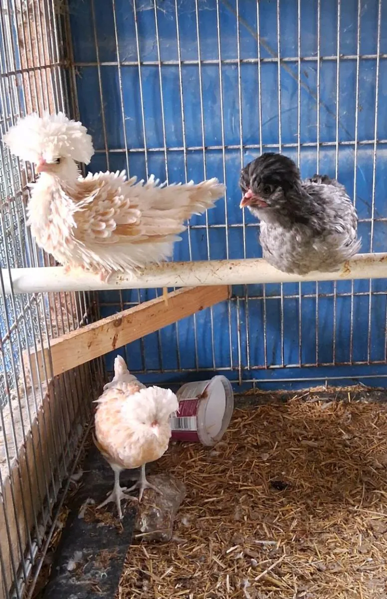 Polish + Silkie eggs, chicks - Image 3
