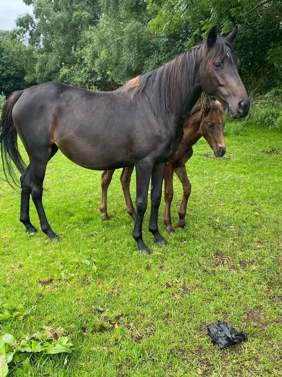 Mare and foal - Image 2
