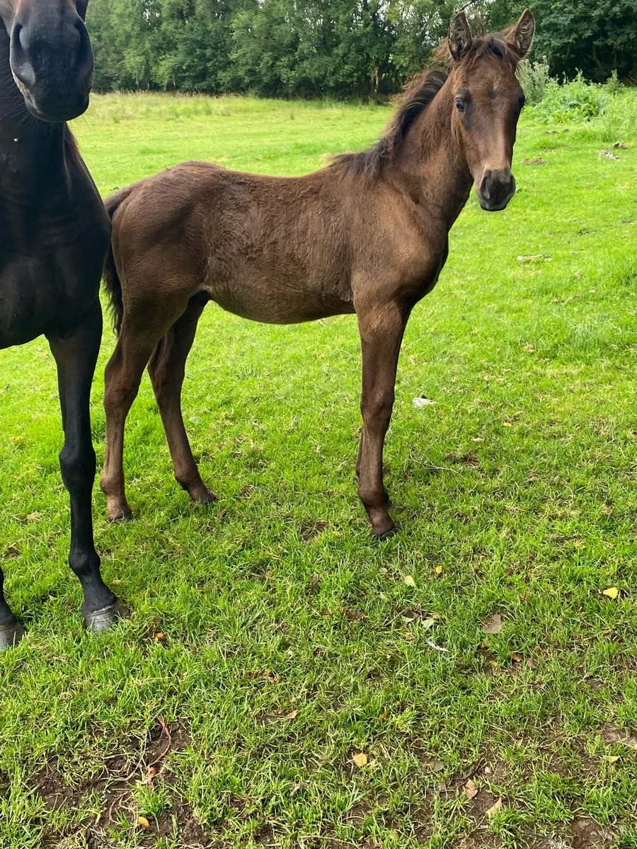 Mare and foal - Image 4