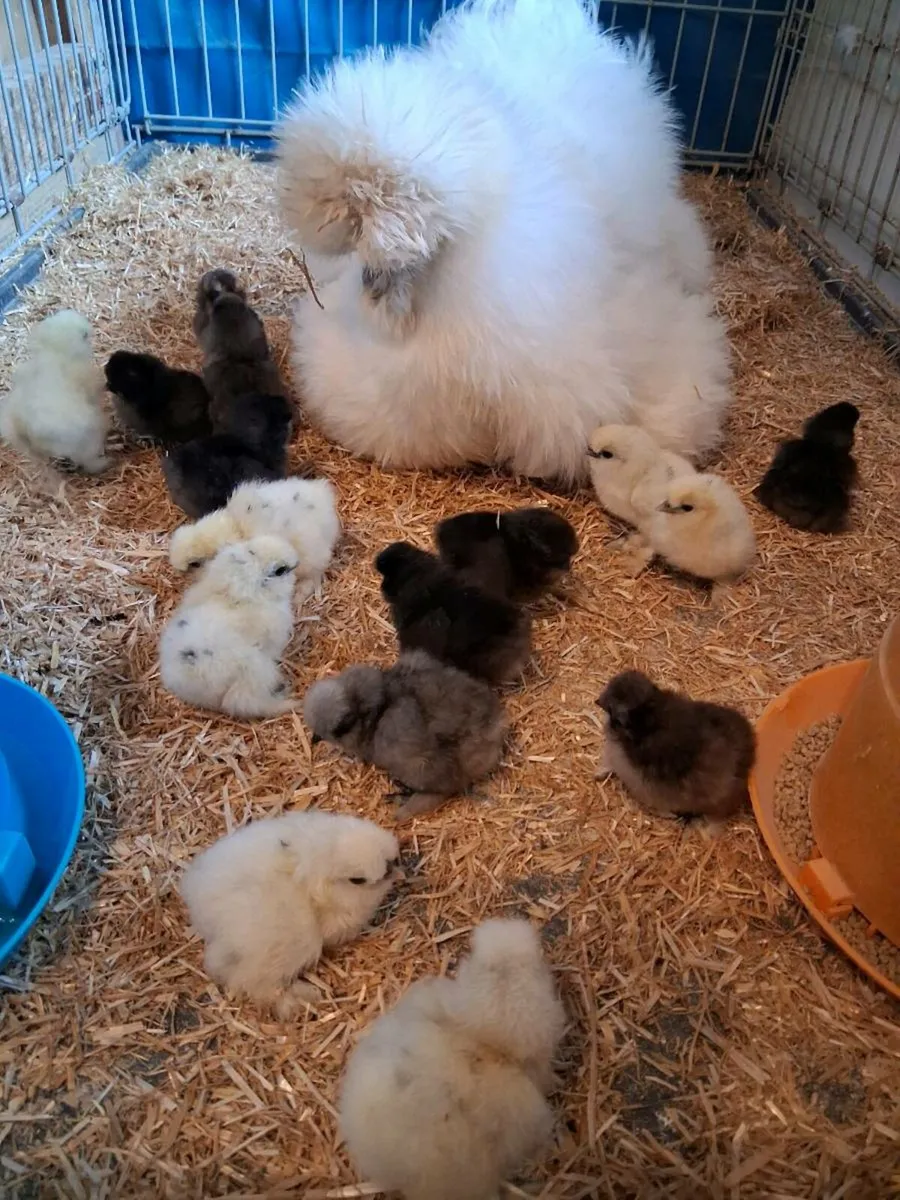 Polish + Silkie eggs, chicks - Image 2