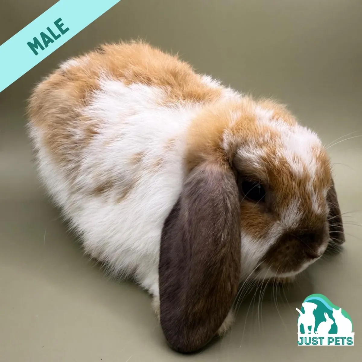 Pedigree Mini Lop Bunnies - Image 3