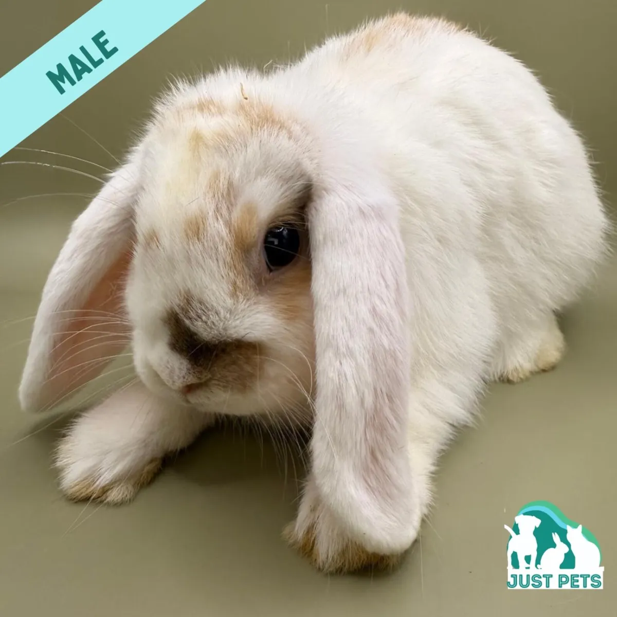Pedigree Mini Lop Bunnies - Image 4