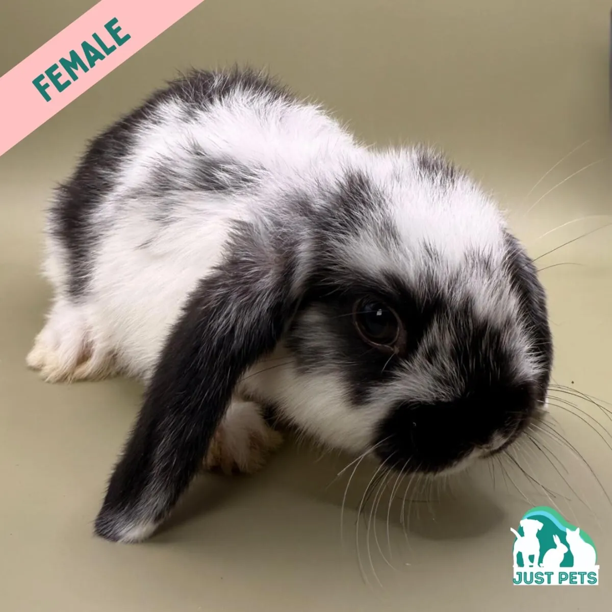 Pedigree Mini Lop Bunnies - Image 1