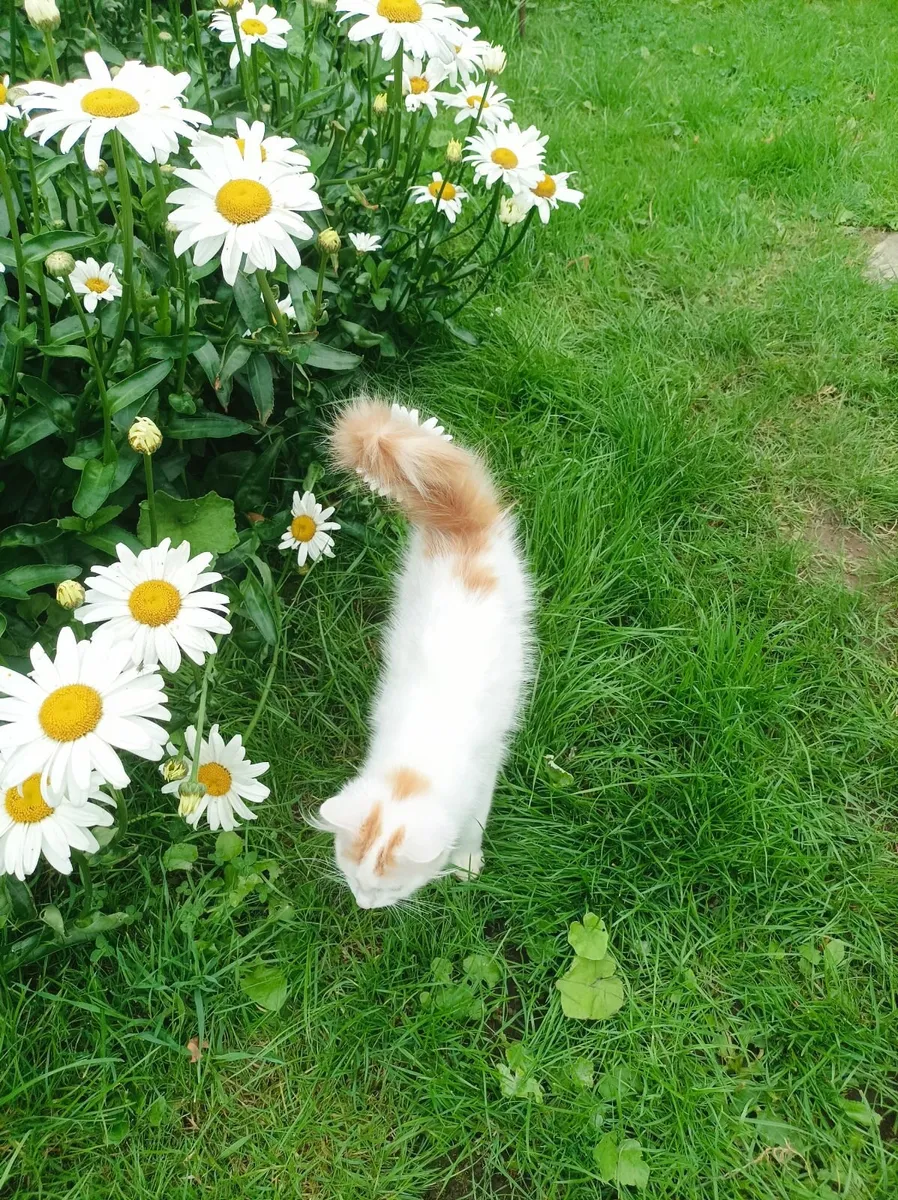 Turkish Van kittens - Image 1