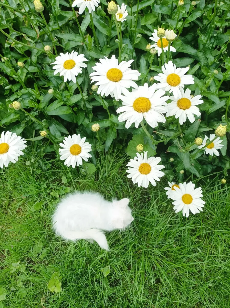 Turkish Van kittens - Image 1