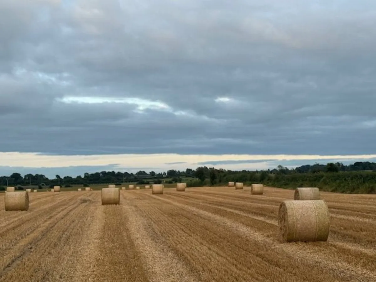 Straw - Image 3