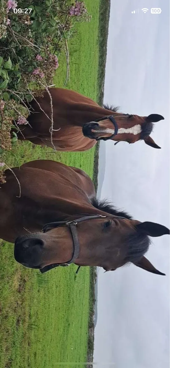 3 years old horses - Image 1