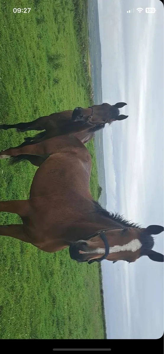 3 years old horses - Image 3