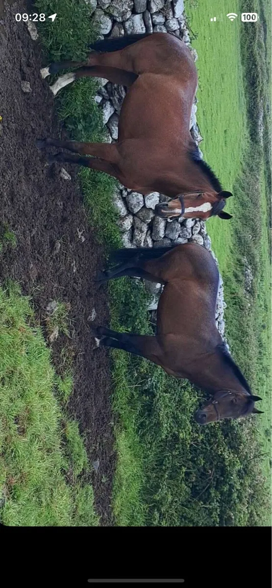 3 years old horses - Image 4