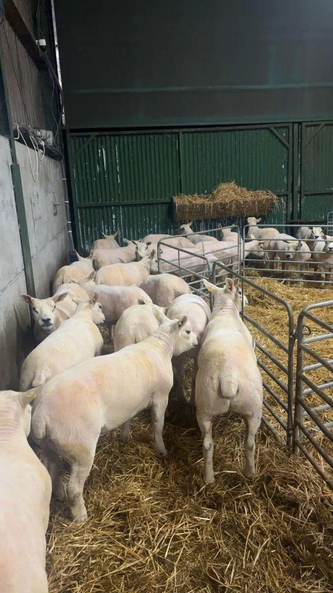 ✂️🐑Sheep shearing ✂️🐑