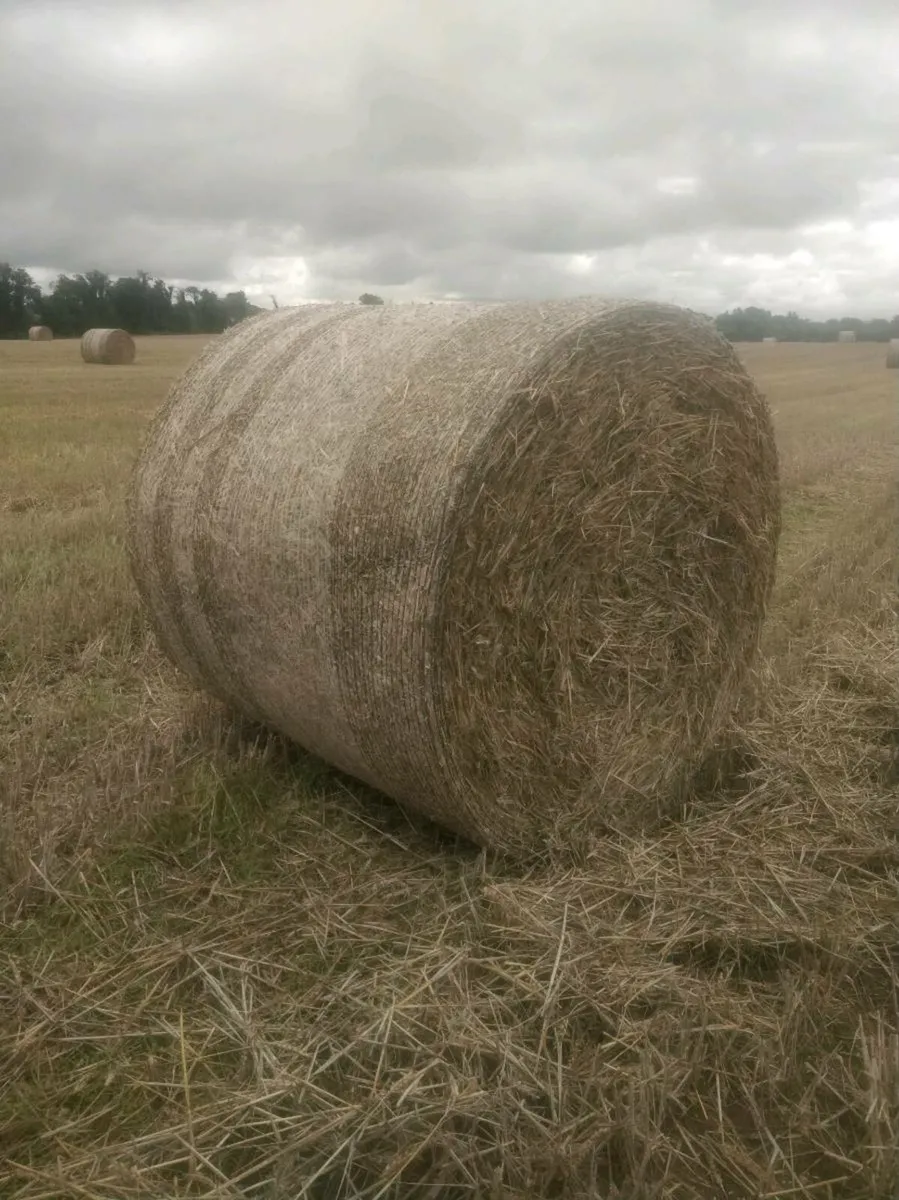 Wheaten straw - Image 2