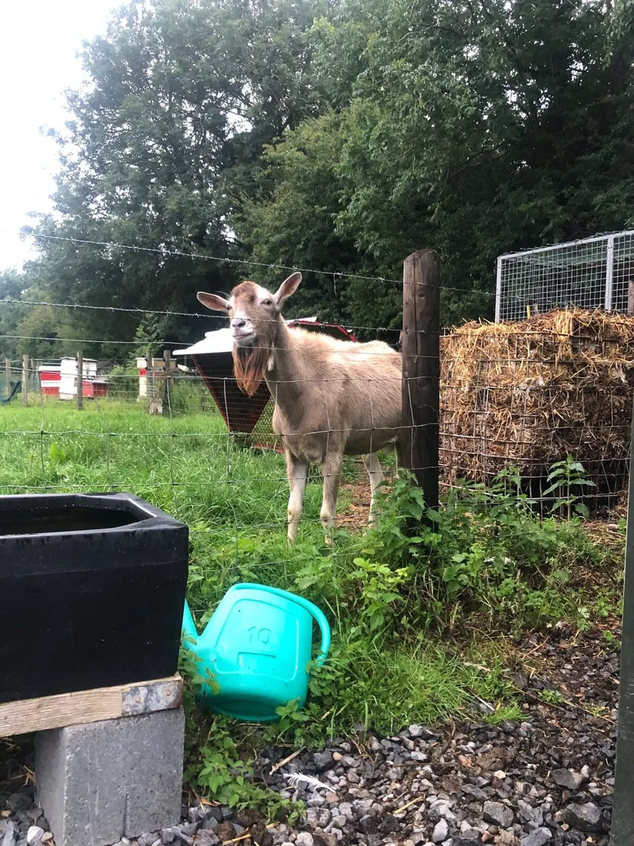 Male goat - Image 1