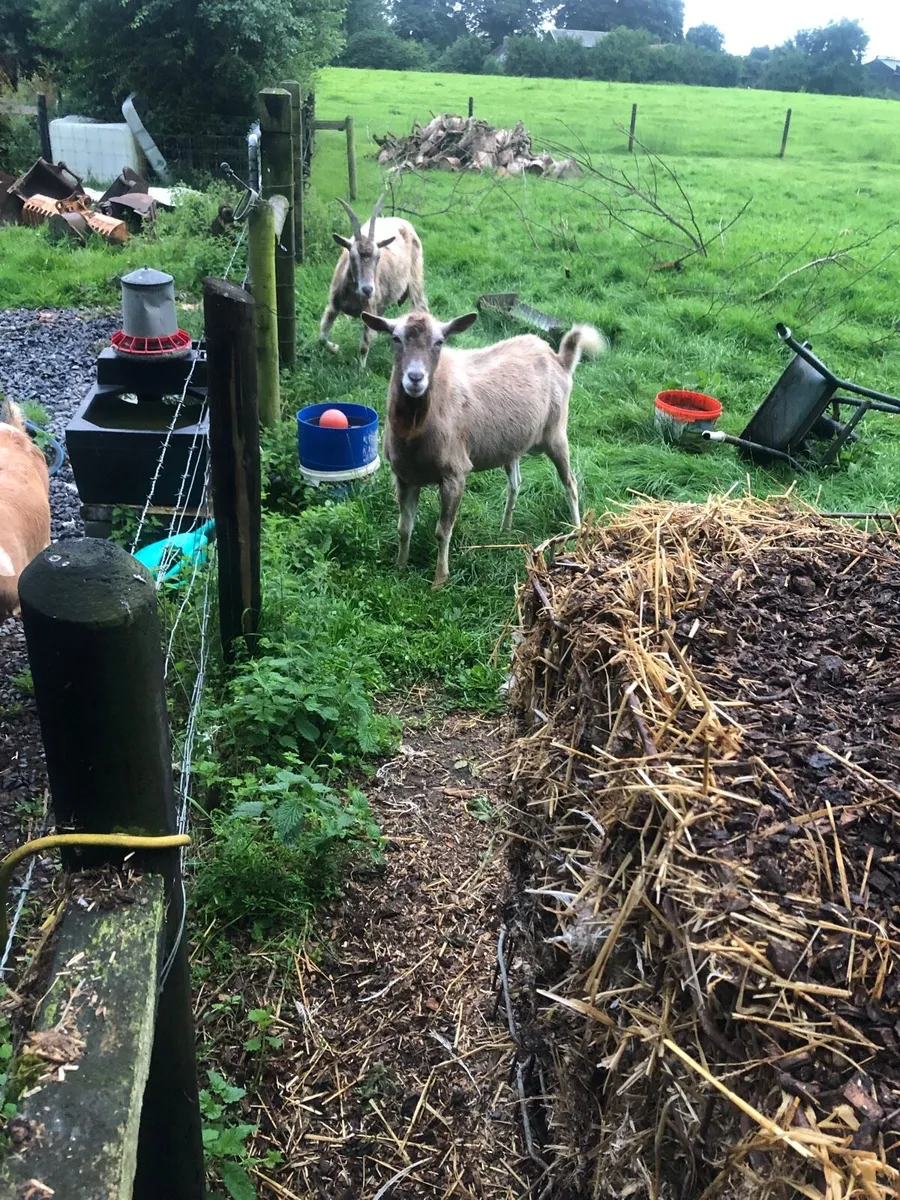 Male goat - Image 2