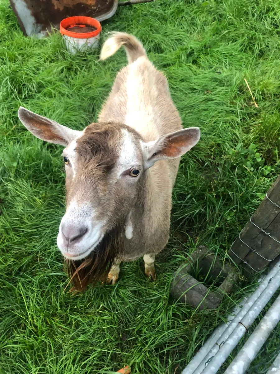 Male goat - Image 3