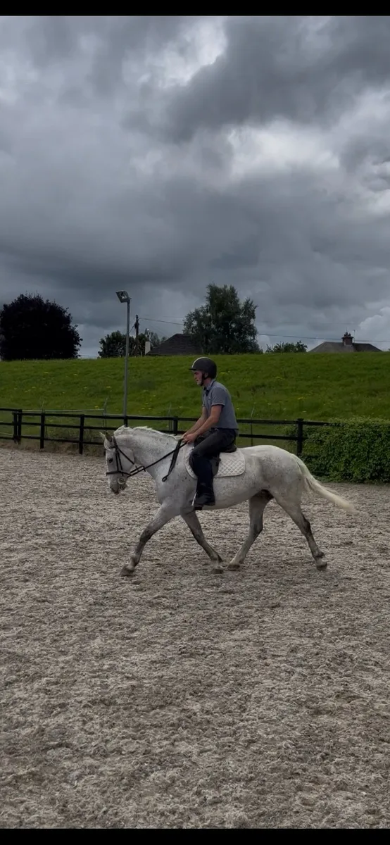 Riding school pony - Image 1