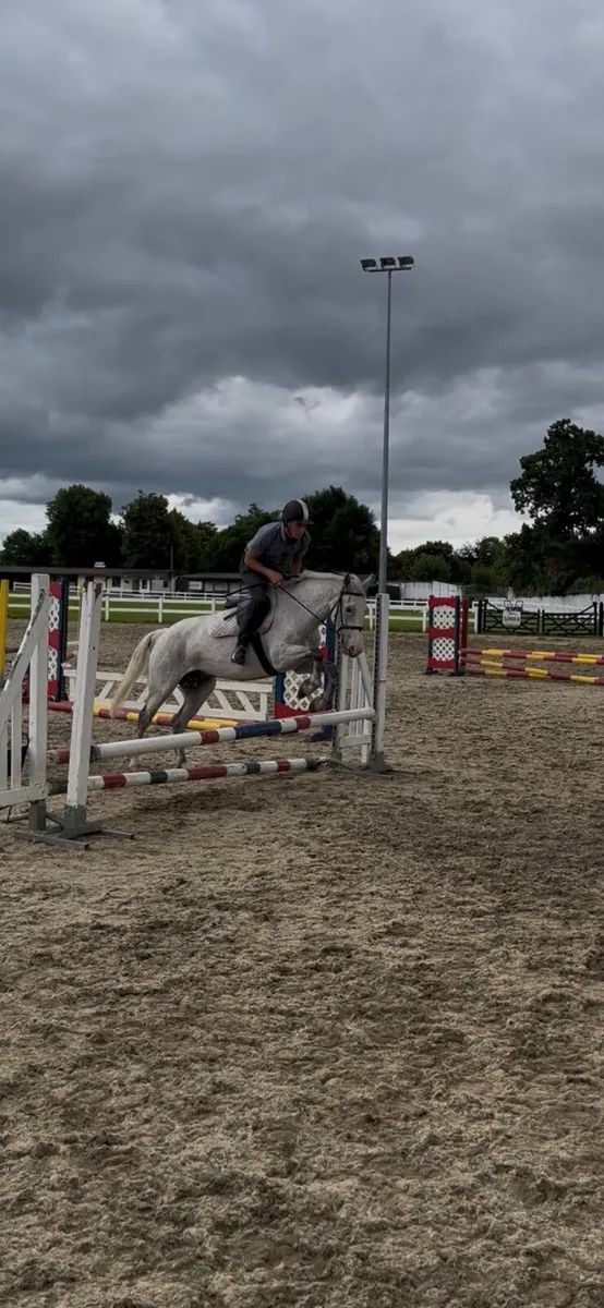 Riding school pony - Image 2