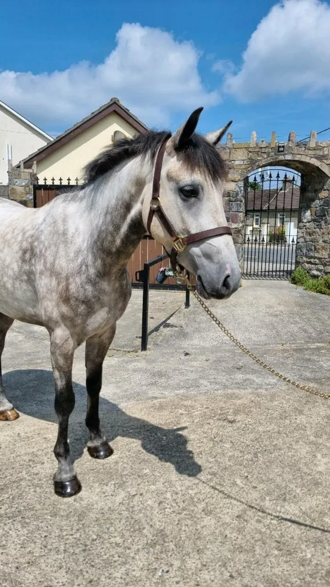 Beautiful Reg Connamara pony - Image 1