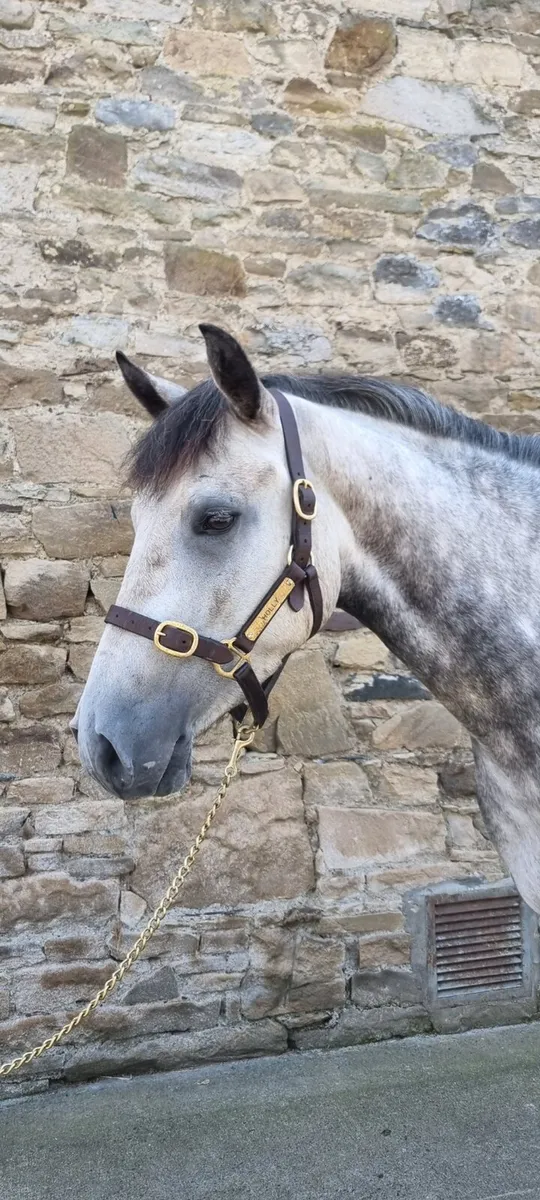 Beautiful Reg Connamara pony - Image 3