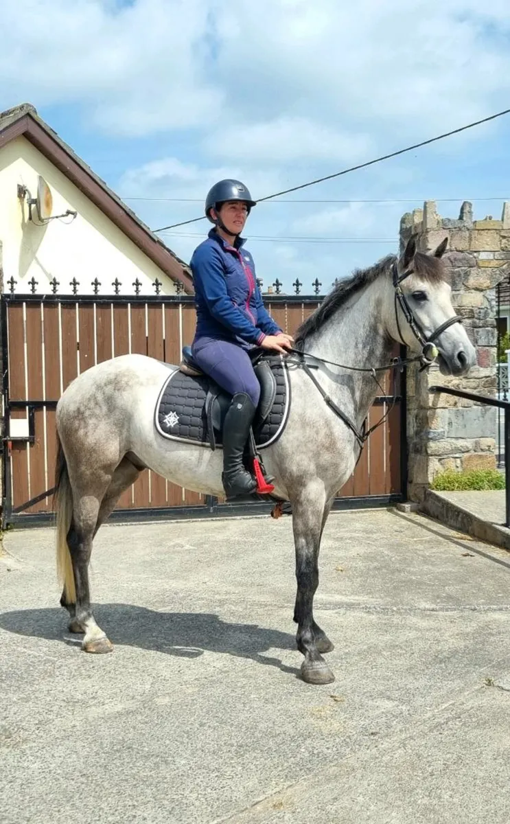 Beautiful Reg Connamara pony - Image 4
