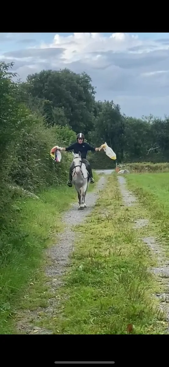Riding school pony - Image 3