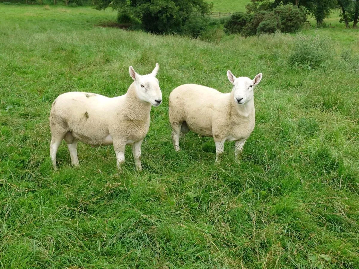 North Country Cheviot rams - Image 2