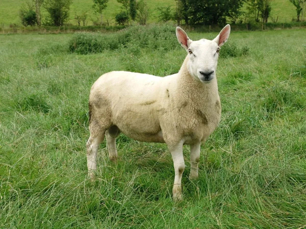 North Country Cheviot rams - Image 3