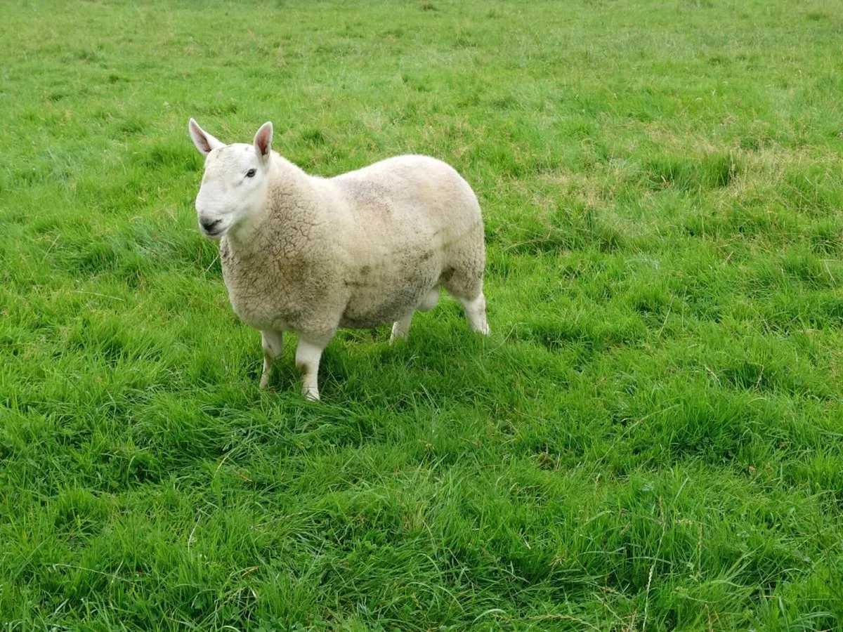 North Country Cheviot rams - Image 1