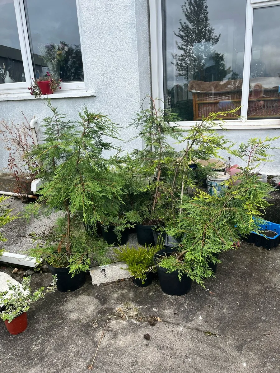 Plants - Image 1