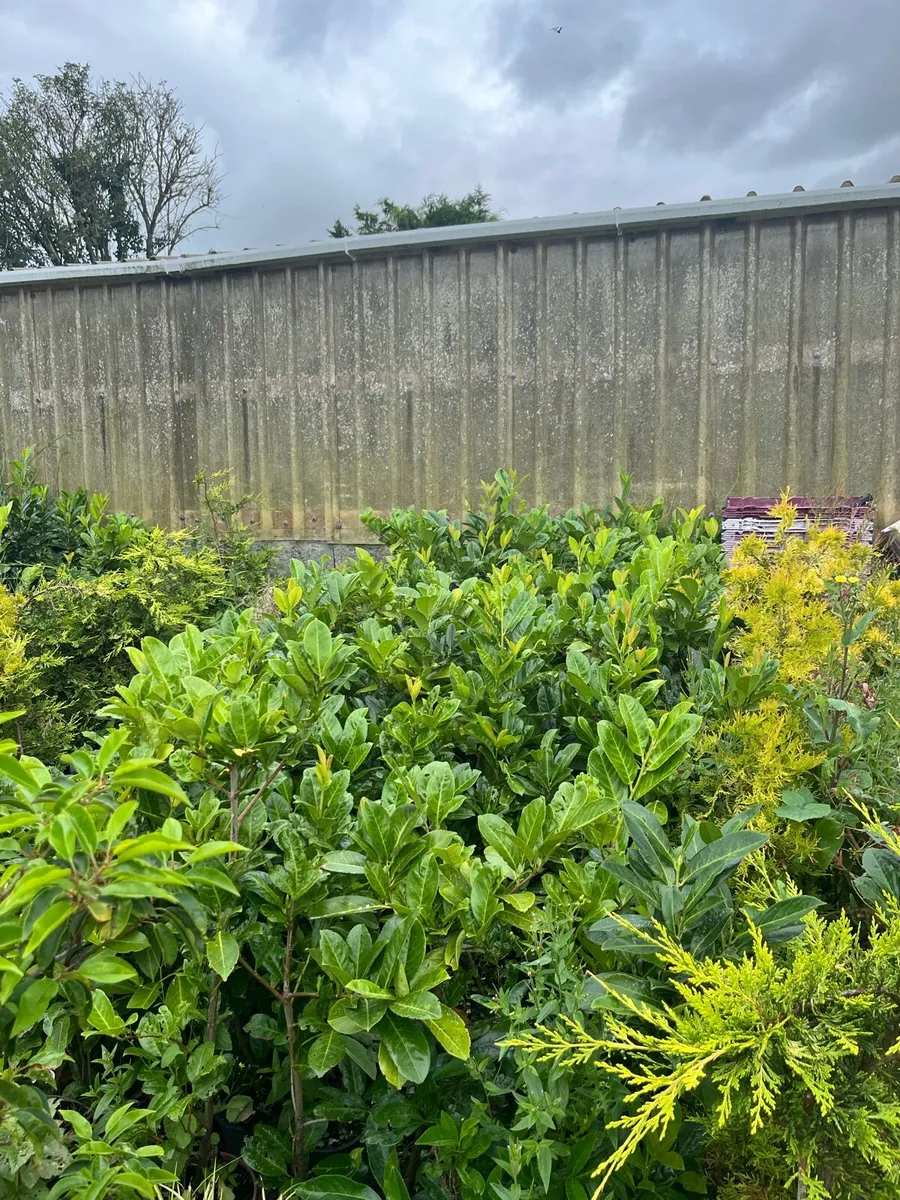 Plants - Image 2