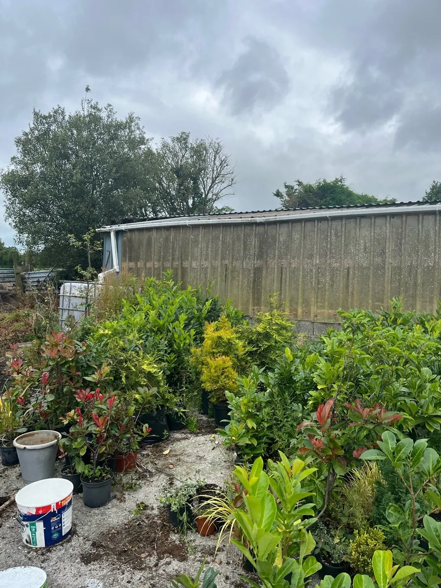 Plants - Image 3