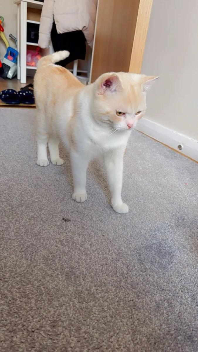 Cat for sale - Image 3