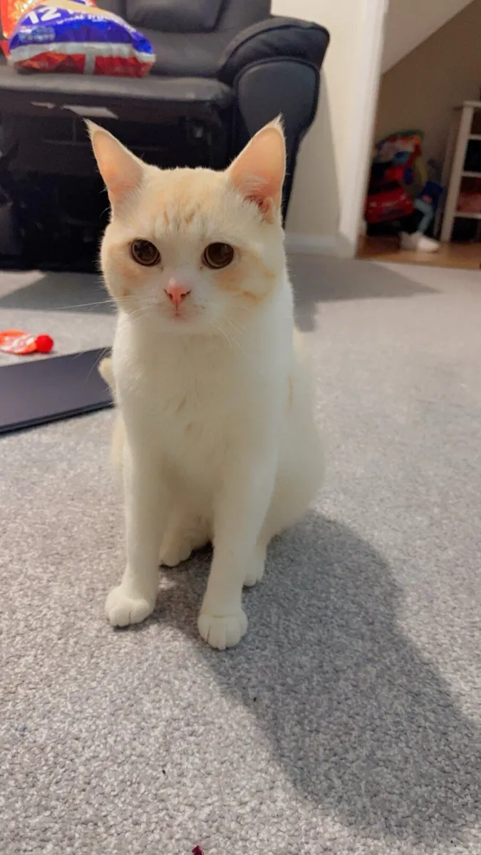 Cat for sale - Image 4