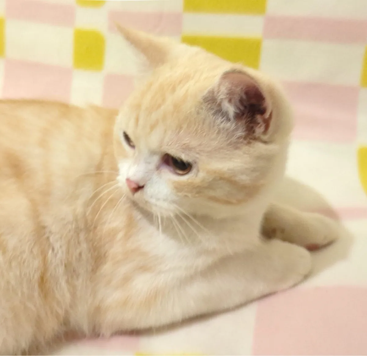 Cat for sale - Image 1