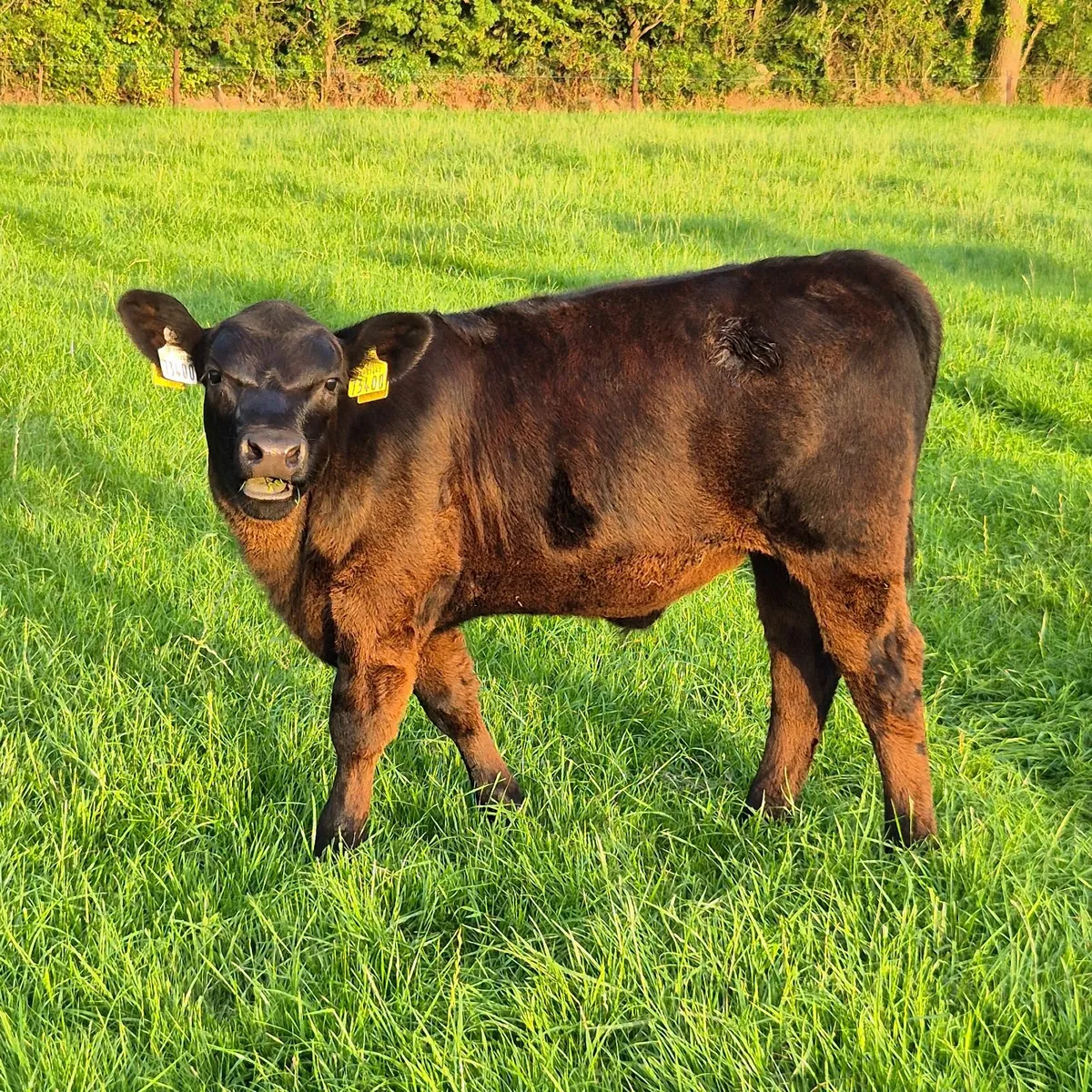 Cattle - Image 4