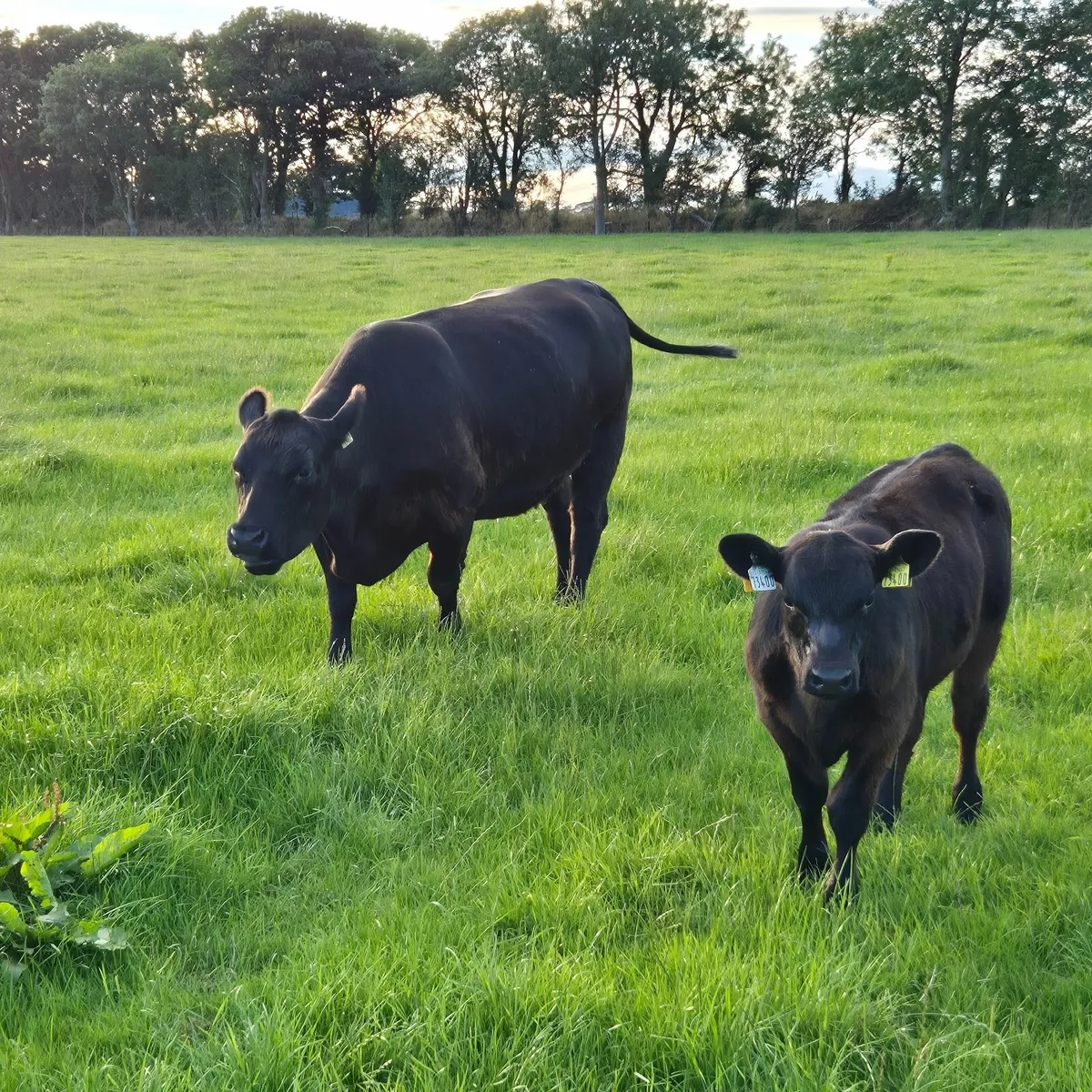 Cattle - Image 1