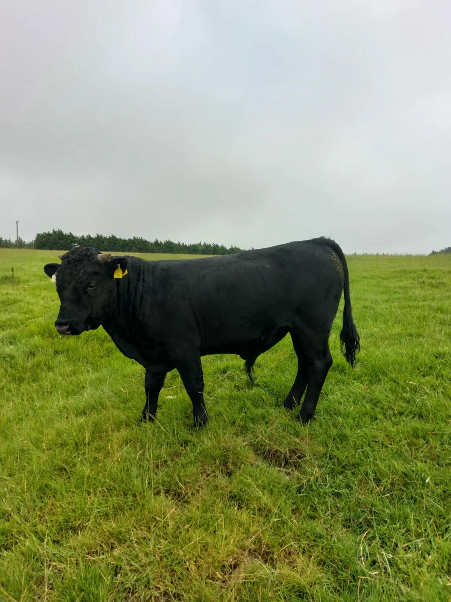1 Dexter PBR Bull for Sale - Image 1