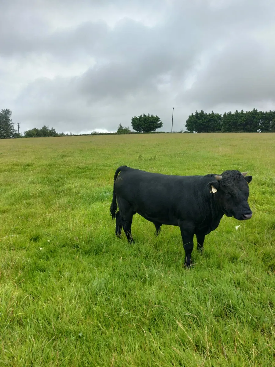 1 Dexter PBR Bull for Sale - Image 2
