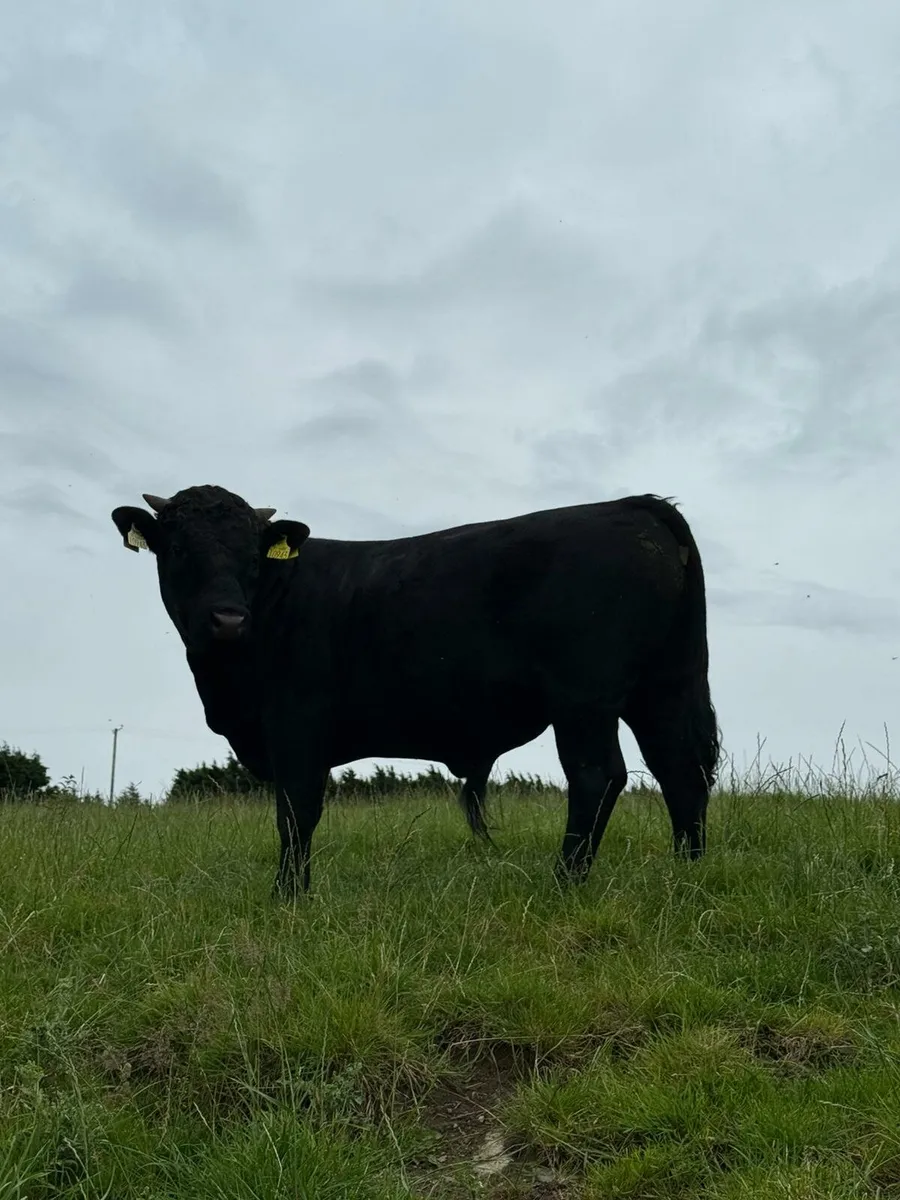1 Dexter PBR Bull for Sale - Image 3