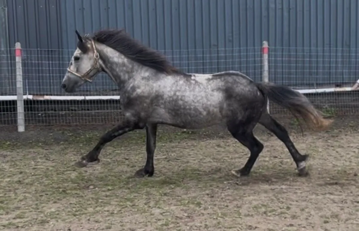 Pony gelding - Image 1